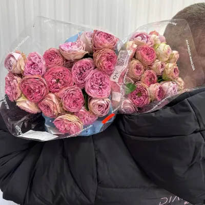 ТРОЯНДА СПРЕЙ "Блоссом Баблз" 30СМ (10ШТ/УП) АСКАНІЯ