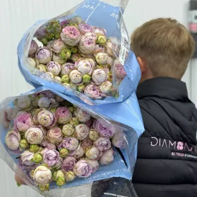 ТРОЯНДА СПРЕЙ "Блоссом Баблз" 65СМ (10ШТ/УП) АСКАНІЯ