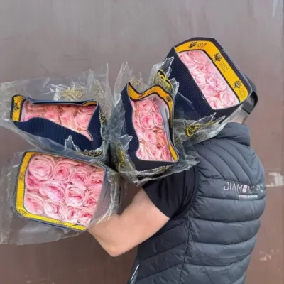 ТРОЯНДА ОДНОБУТОННА "Pink OHARA" 80СМ (25ШТ/УП) ЕКВАДОР