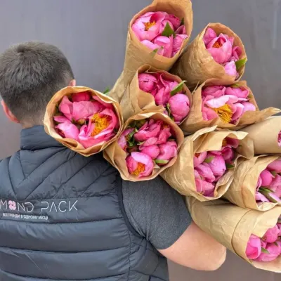ПІВОНІЯ Paeo Roselette 50см (10шт/уп)