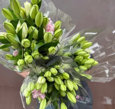 ЛІЛІЯ ПІВОНОПОДІБНА РОЖЕВА (ГОЛАНДІЯ) 90СМ (10ШТ/УП)