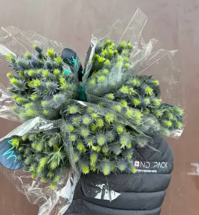 ЄРІНГІУМ 65СМ (10ШТ/УП)