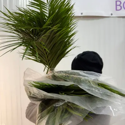 Фенікс Catpalm Orca ПУЧОК 10ШТ
