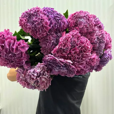 Гортензія малинова (5ШТ/УП) 80СМ