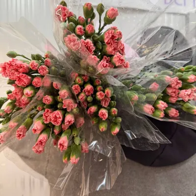 Гвоздика спрей PINK 70СМ (10ШТ/УП)