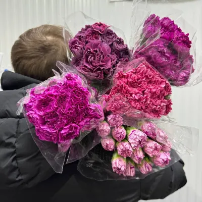 Гвоздика MIX  (carn) 70 см (25 шт/уп)