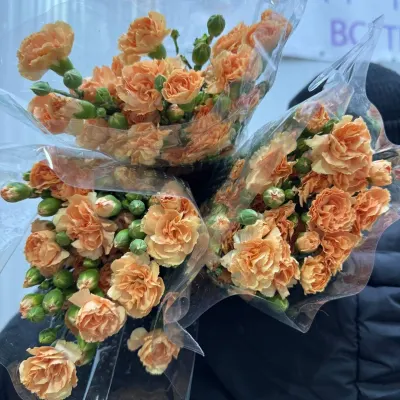 Гвоздика спрей PEACH 70 СМ (25 ШТ/УП)