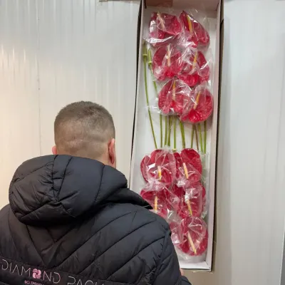 Антуріум червоний 50 см (1 шт)
