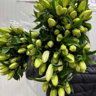 ЛІЛІЯ 5+ БІЛА Голандія 95 см (10шт/уп)