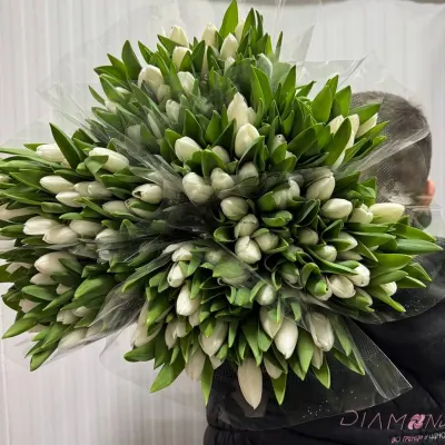 Тюльпан "ROYAL VIRGIN" білий 50см (25шт/уп)