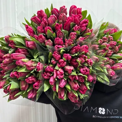 Тюльпан "CERISE PARROT"червоно-рожевий 50см (25шт/уп)