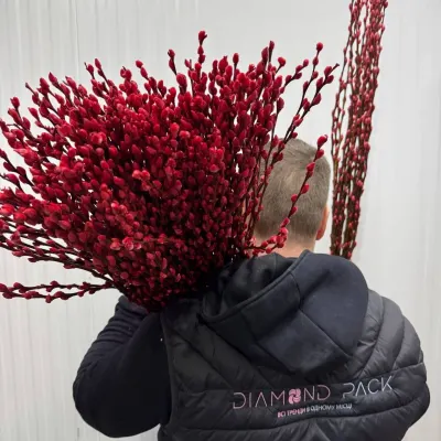 Верба фарбована червона (Salix) (10шт/уп)