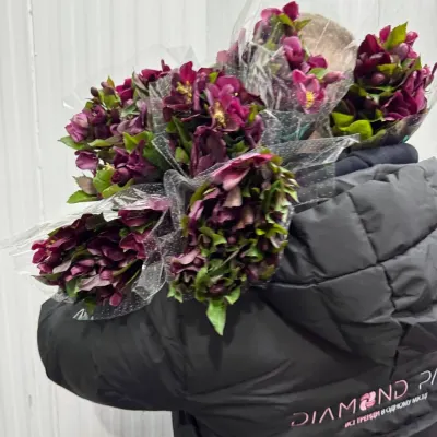 Хелеборус бордо 35 см (5 шт/уп)