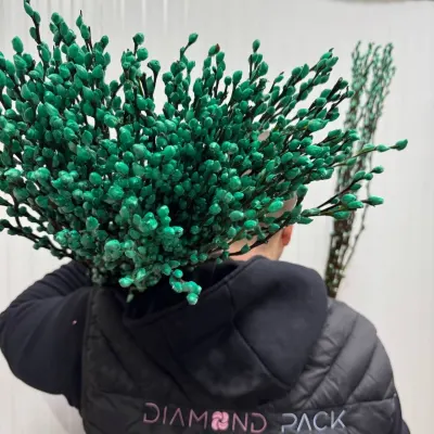 Верба фарбована салатова (Salix) 10шт/уп
