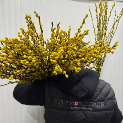 Верба фарбована жовтий (Salix) 10шт/уп