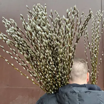 Верба натуральна (Salix) 10шт/уп