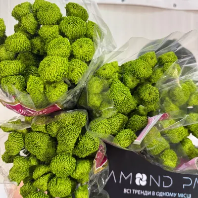 ХРИЗАНТЕМА "Deligreen" 70 см (5 гілок/уп)