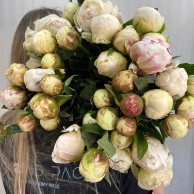ПІВОНІЯ Paeo CREAM 55 см (10 шт/уп)