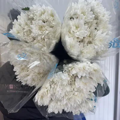 ХРИЗАНТЕМА "Балтика white BEYOND" 70 см (5 гілок/уп)