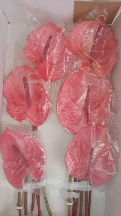 Антуріум "Candy" 60 СМ ПОШТУЧНО