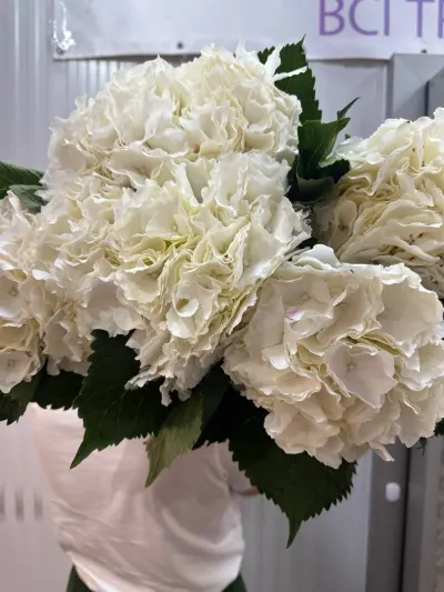 Гортензія Біла (5ШТ/УП) 80СМ