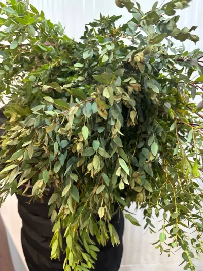 ЕВКАЛІПТ Parvifolia P Bs (300гр/уп)