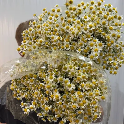 Танацетум 60 СМ (25ШТ/УП)