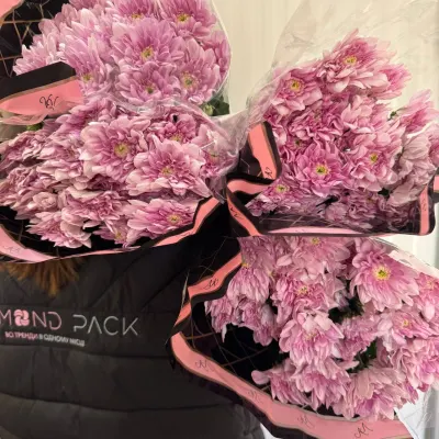 ХРИЗАНТЕМА "Балтика pink" 70 см (5 гілок/уп)