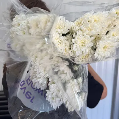 ХРИЗАНТЕМА "Балтика white" 70 см (5 гілок/уп)