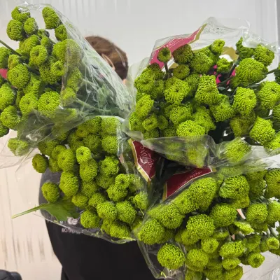 Хризантема Deligreen 70СМ (5ШТ/УП)