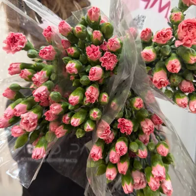 Гвоздика "Rascal Pink"  60CM 10ШТ/УП Holland