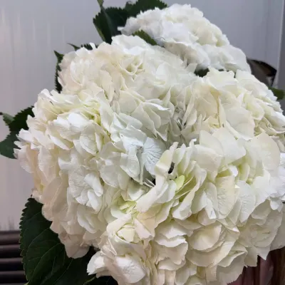 Гортензія Біла HYDR M WHITE VERENA 80СМ (5ШТ/УП)