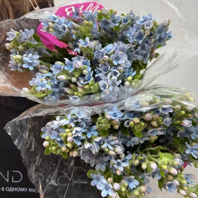 ОКСІПАТАЛУМ Oxy Co Tan Pure Blu 50см (25шт/уп)