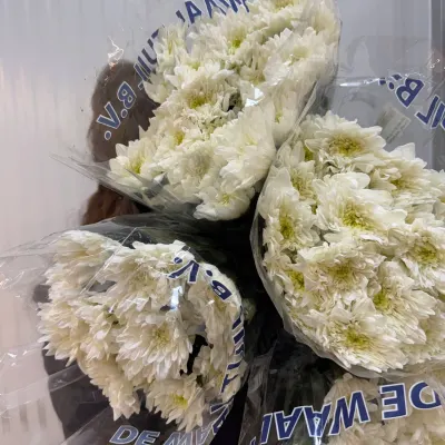 ХРИЗАНТЕМА "Балтика white" 70 см (5 гілок/уп)