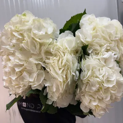 Гортензія Біла HYDR M WHITE VERENA 80СМ (5ШТ/УП)