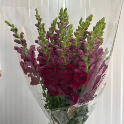 Львіний Зев 70 см БОРДО (20ШТ/УП) "ММ"
