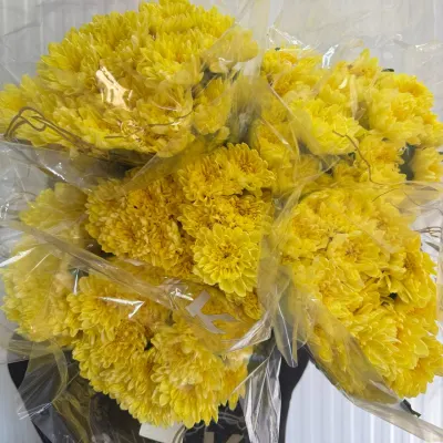 ХРИЗАНТЕМА "Балтика yellow" 70 см (5 гілок/уп)