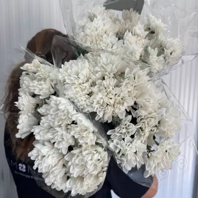 Хризантема CHIC (5ШТ/УП) 70СМ