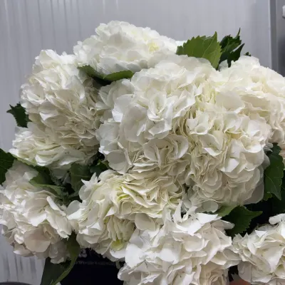 Гортензія Біла HYDR M WHITE VERENA 80СМ (5ШТ/УП)