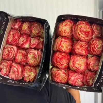 ТРОЯНДА ОДНОБУТОННА "Apple jack" 60СМ "25ШТ/УП"