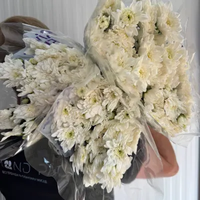 ХРИЗАНТЕМА "Балтика white" 70 см (5 гілок/уп)