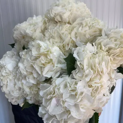 Гортензія Біла HYDR M WHITE VERENA 80СМ (5ШТ/УП)
