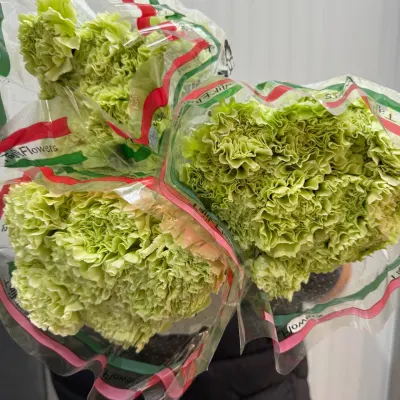 Гвоздика Green (carn) 70СМ 25ШТ/УП
