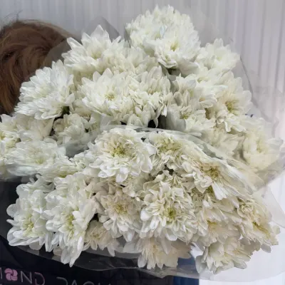 ХРИЗАНТЕМА "Балтика white" 70 см (5 гілок/уп)