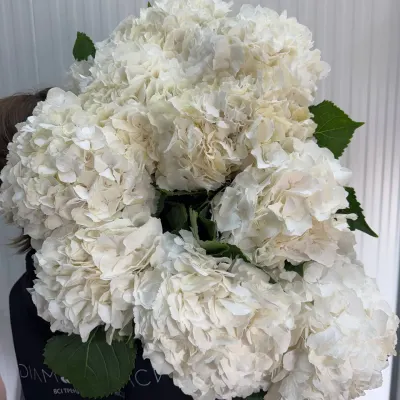 Гортензія Біла HYDR M WHITE VERENA 80СМ (5ШТ/УП)