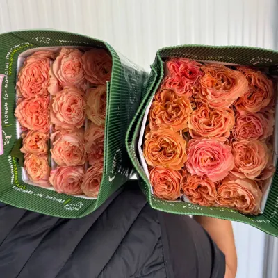 ТРОЯНДА ОДНОБУТОННА "PRINCESS CROWN" 50СМ "25ШТ/УП"